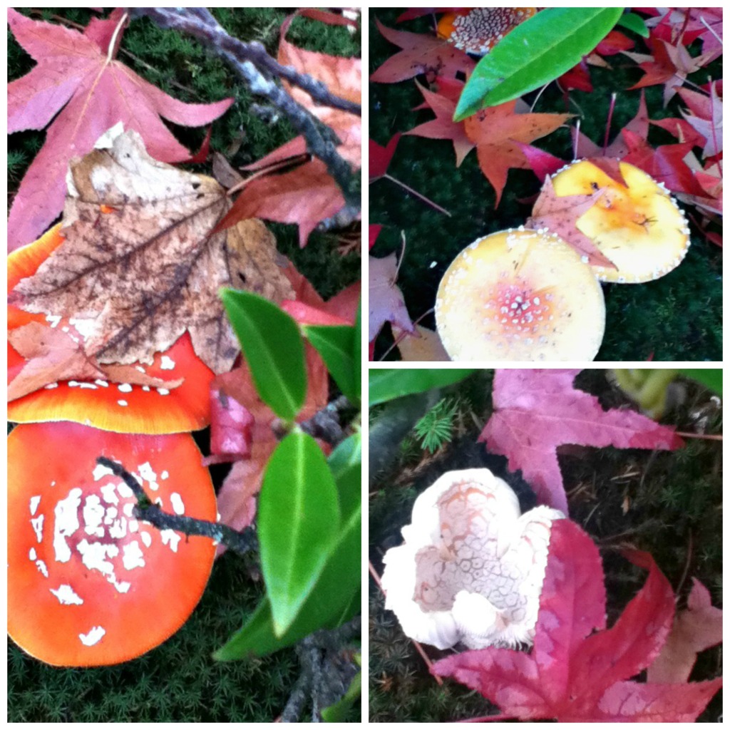 Mushroom Collage 2
