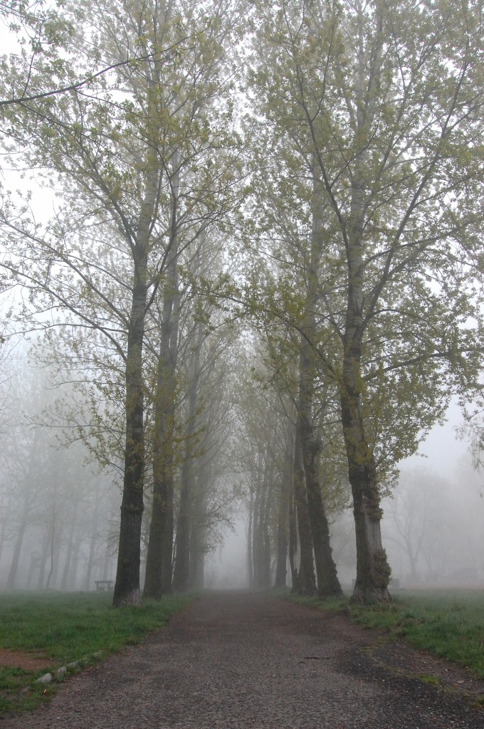 Foggy Forest